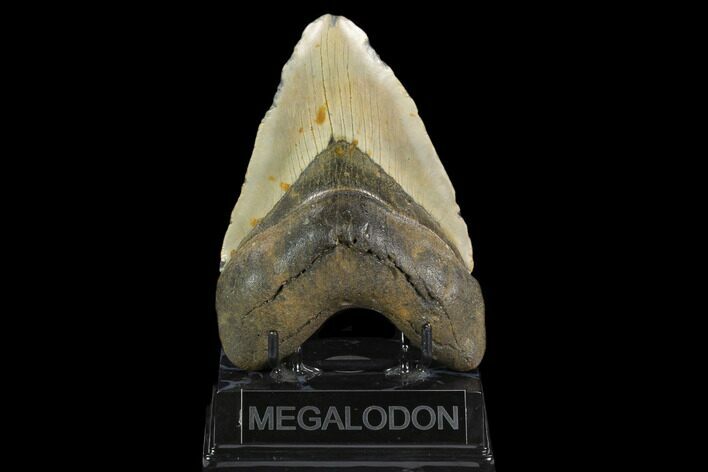 Fossil Megalodon Tooth - North Carolina #124450